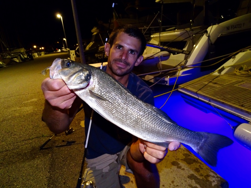 Beau bar pris en finesse avec un shad Elite Shiner Bass Assassin en pêche nocturne Beau bar pris en finesse avec un shad Elite Shiner Bass Assassin en pêche nocturne