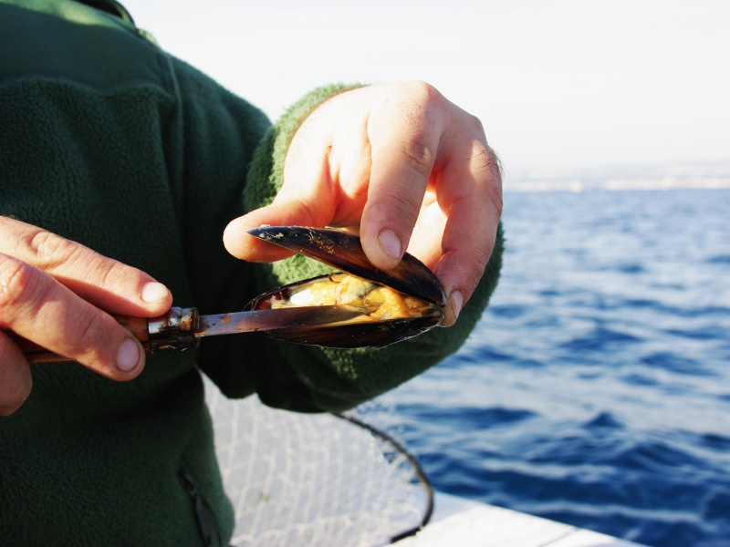 La chair de moule doit être ligaturé à l’élastique pour la pêche de la dorade grise La chair de moule doit être ligaturé à l’élastique pour la pêche de la dorade grise