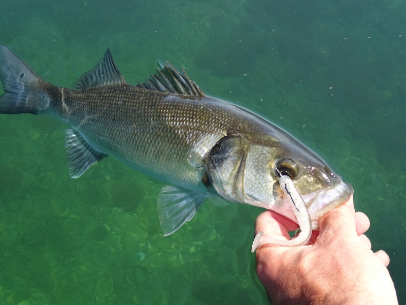 Du bord, pêcher au shad en texan est aussi pratique qu’efficace ! Du bord, pêcher au shad en texan est aussi pratique qu’efficace !