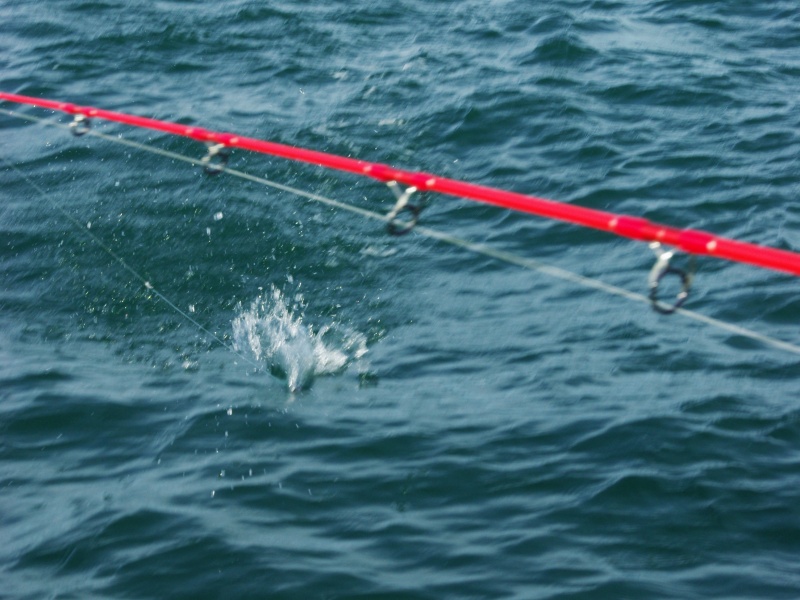Sur de fortes tirées, le Feed Diving Wobbler Tackle House crée de fortes projections de gouttelettes Sur de fortes tirées, le Feed Diving Wobbler Tackle House crée de fortes projections de gouttelettes