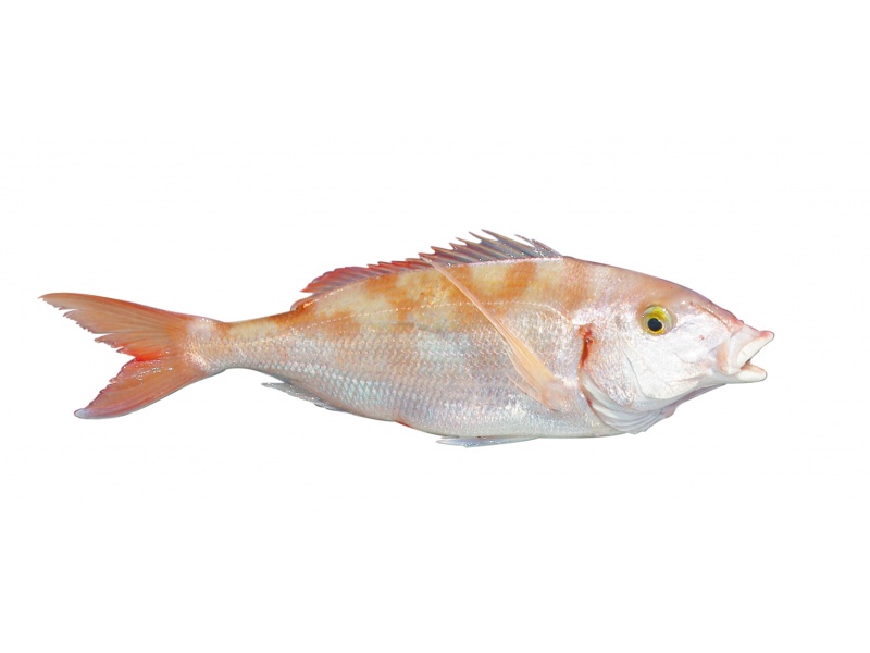 Pageot commun (Pagellus erythrinus) Pageot commun (Pagellus erythrinus)