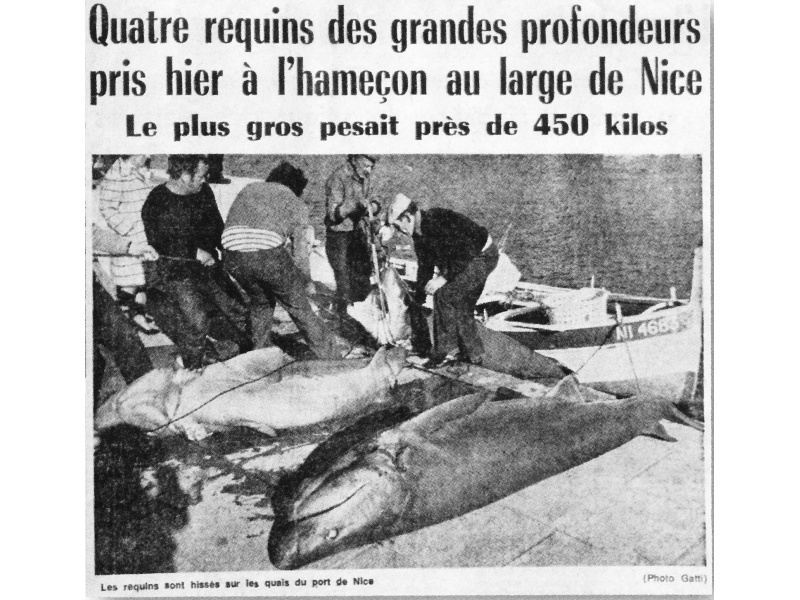 Auparavant, les requins grisets étaient pêchés à la palangre par des professionnels (extrait dun Nice Matin des années 70) Auparavant, les requins grisets étaient pêchés à la palangre par des professionnels (extrait dun Nice Matin des années 70)