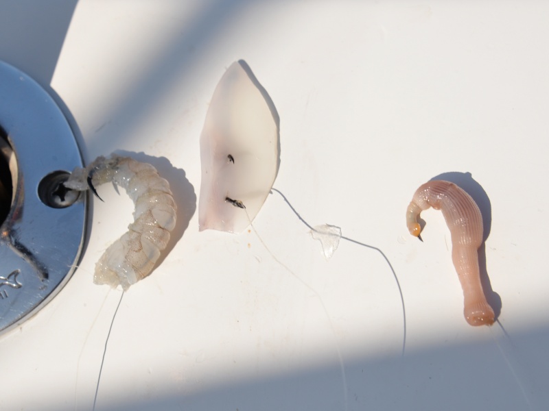 Gambas, lanière de calamar et bibi sont parfaits pour la pêche profonde des dorades grises Gambas, lanière de calamar et bibi sont parfaits pour la pêche profonde des dorades grises