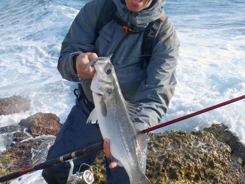 Joli bar pris avec un shad monté sur une tête plombée texane ! Joli bar pris avec un shad monté sur une tête plombée texane !