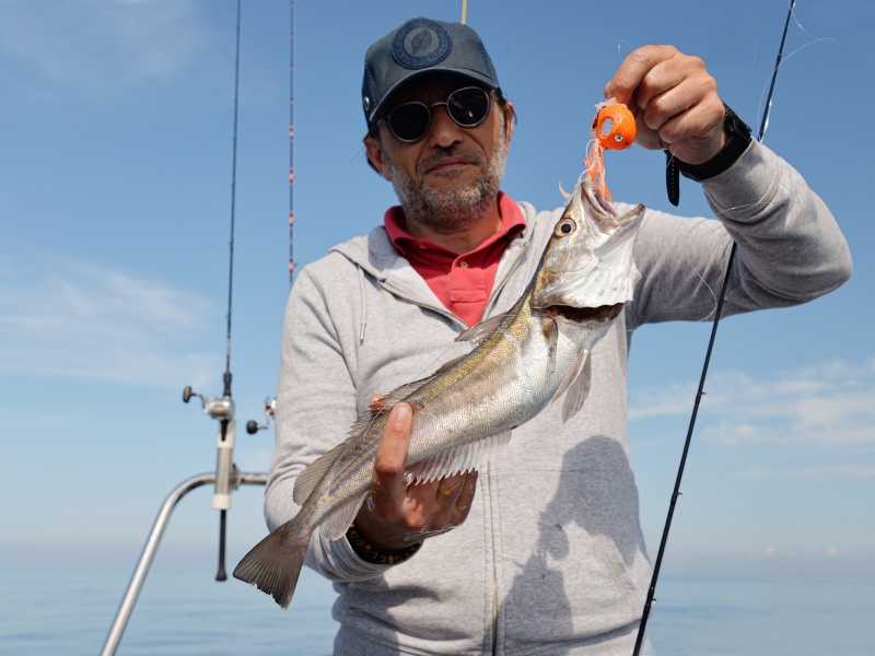 Le merlu est un poisson très intéressant à pêcher au kabura avec un moulinet électrique en grandes profondeurs