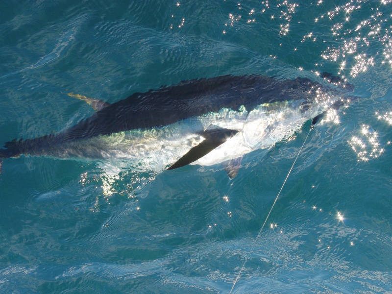 Ce thon rouge a mordu sur un jig minnow ramené très rapidement Ce thon rouge a mordu sur un jig minnow ramené très rapidement
