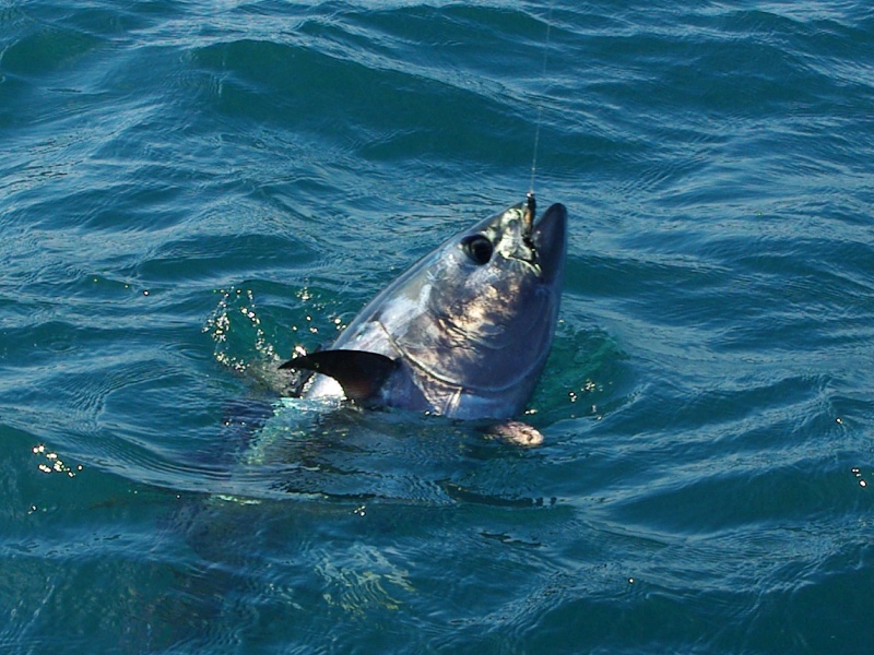 Les jigs minnows sont des leurres incontournables pour la pêche du thon sur chasses ! Les jigs minnows sont des leurres incontournables pour la pêche du thon sur chasses !