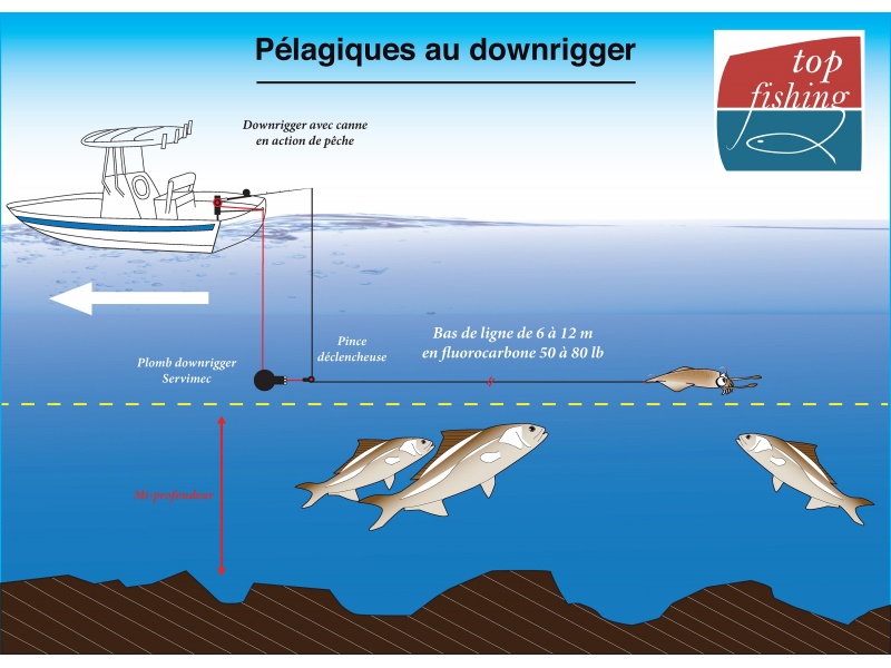 Traîne lente au downrigger spécial poissons pélagiques Traîne lente au downrigger spécial poissons pélagiques