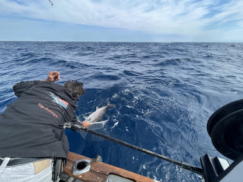 Le moniteur guide de pêche Fabien Harbers épuisette la sériole prise par Tim