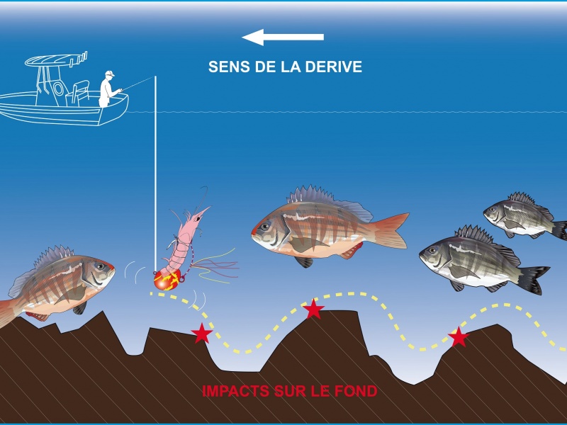 Pêcher en suivant les reliefs du fond est parfait pour cibler les poissons benthiques Pêcher en suivant les reliefs du fond est parfait pour cibler les poissons benthiques