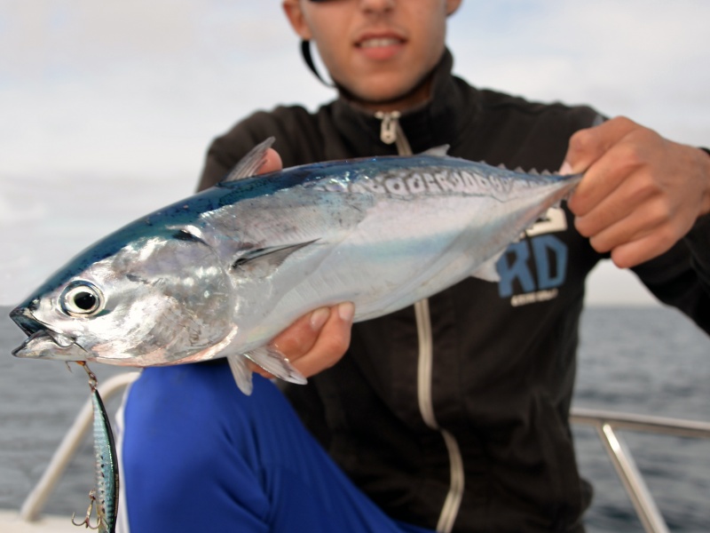 Le Ryuki Duo est un jerkbait coulant idéal pour les pêches sur chasses de bonites ! Le Ryuki Duo est un jerkbait coulant idéal pour les pêches sur chasses de bonites !