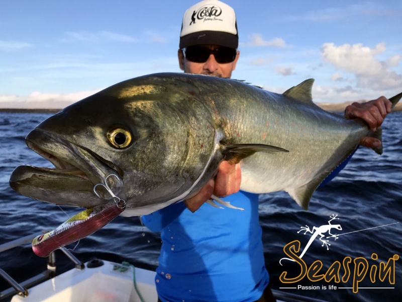 Magnifique tassergal pris avec le popper TOTO Seaspin ! Magnifique tassergal pris avec le popper TOTO Seaspin !