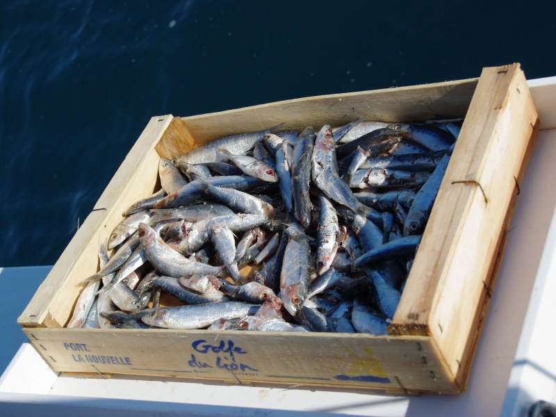 Le thon est attiré sur les appâts par le broumé constitué de morceaux de sardine Le thon est attiré sur les appâts par le broumé constitué de morceaux de sardine