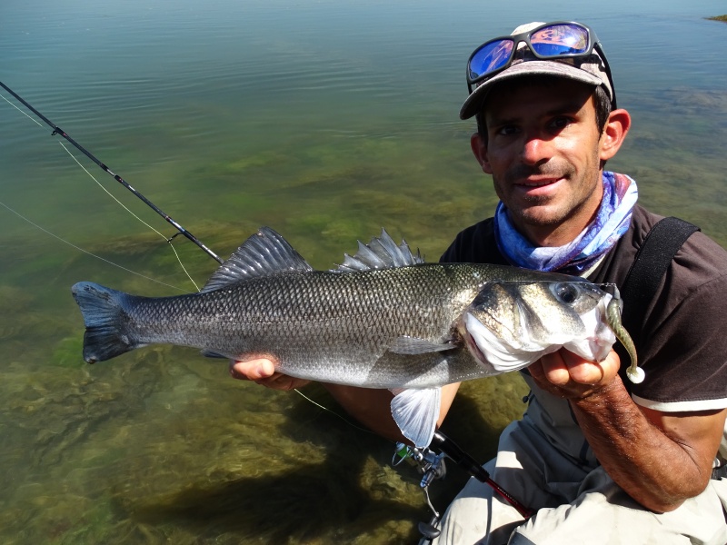 Bar pris en finesse dans des herbiers avec un shad  Elite Shiner monté sur une tête plombée texane Finess Nose Jig Head