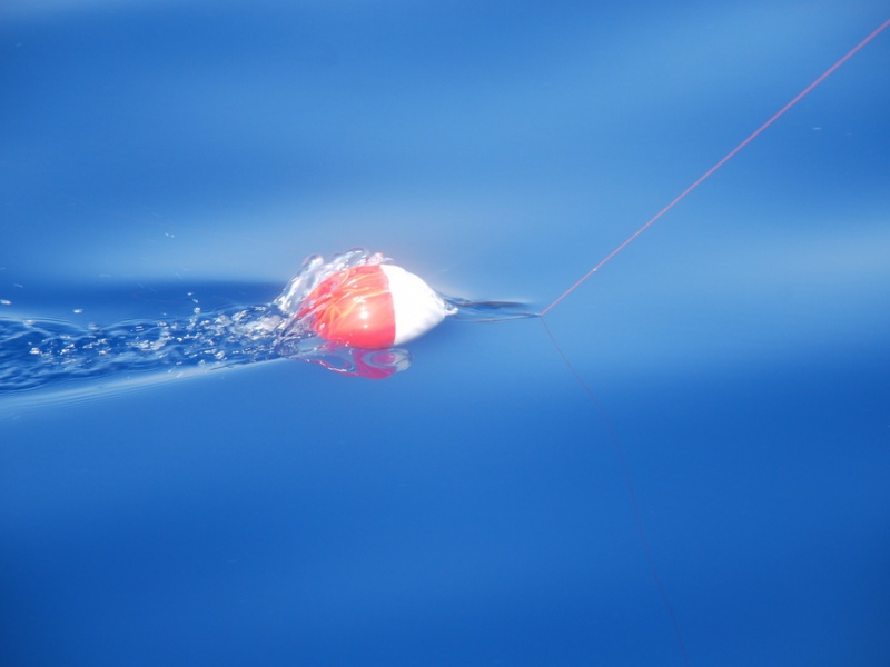 Le flotteur release Tuna Plug Top Game permet de suivre visuellement la direction de la ligne en combat