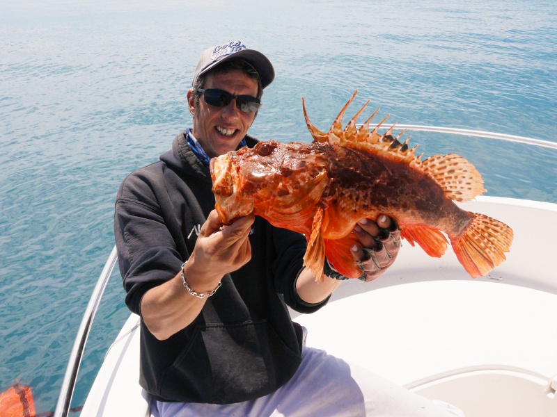 Magnifique chapon pris par le guide de pêche Fabien Harbers au downrigger