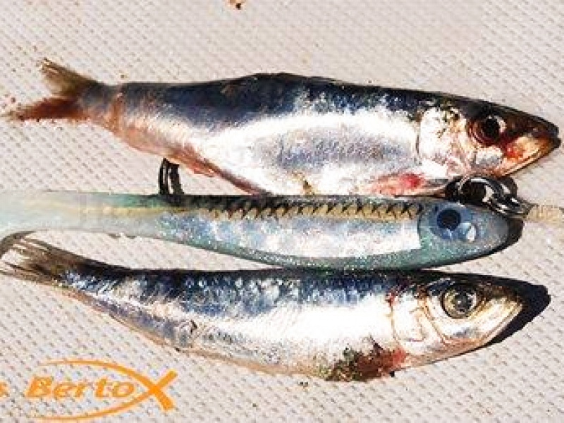 Natural Sardine Bertox : le shad aussi réaliste qu’une sardine !