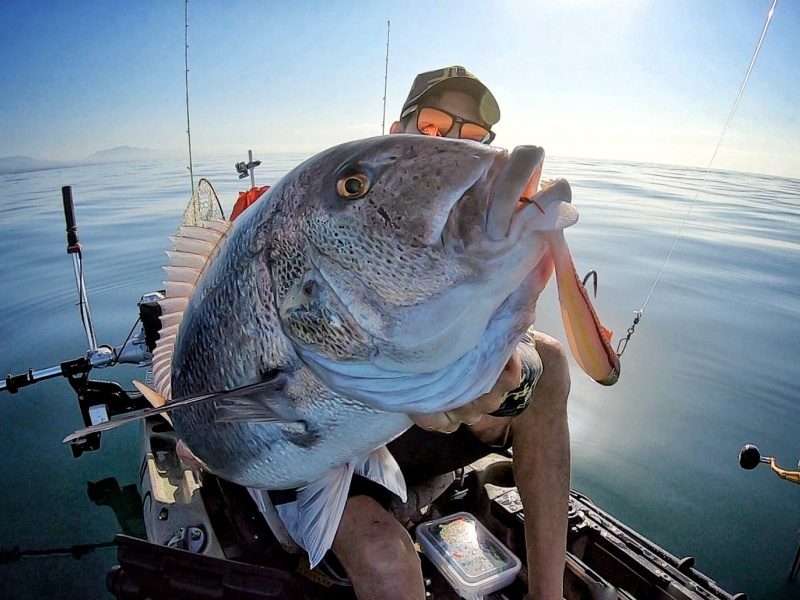 L’assist hook Real Fish a permis de prendre ce denti qui a mordu uniquement au niveau de la queue du shad !