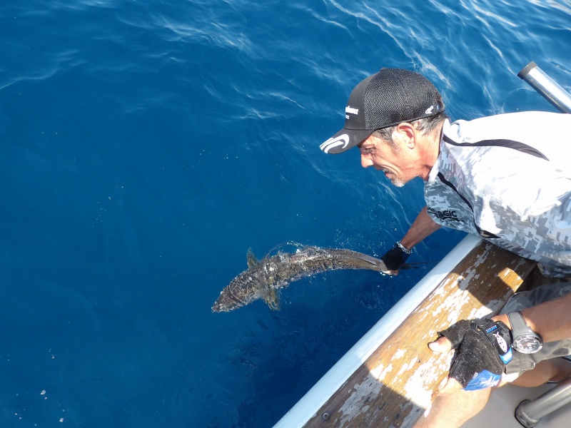 Lors de ses guidages, le moniteur guide de pêche Fabien Harbers pratique le catch and release (exemple avec une autre sériole prise précédemment) ! Lors de ses guidages, le moniteur guide de pêche Fabien Harbers pratique le catch and release (exemple avec une autre sériole prise précédemment) !
