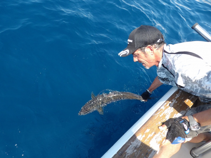 Lors de ses guidages, le moniteur guide de pêche Fabien Harbers pratique le catch and release (exemple avec une autre sériole prise précédemment) ! 