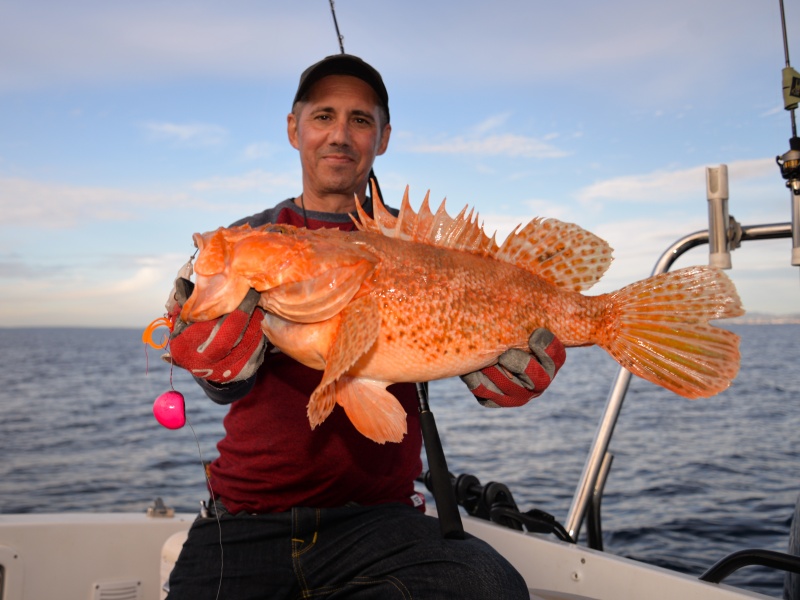 Pêché avec le Slider Omega Paragon, ce chapon est un record que le pêcheur a préféré ne pas homologuer