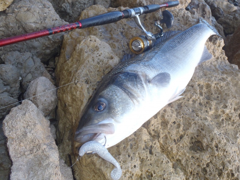 Bar pris en côte rocheuse avec un One Up Shad monté sur un texan plombé Worm 102 Decoy