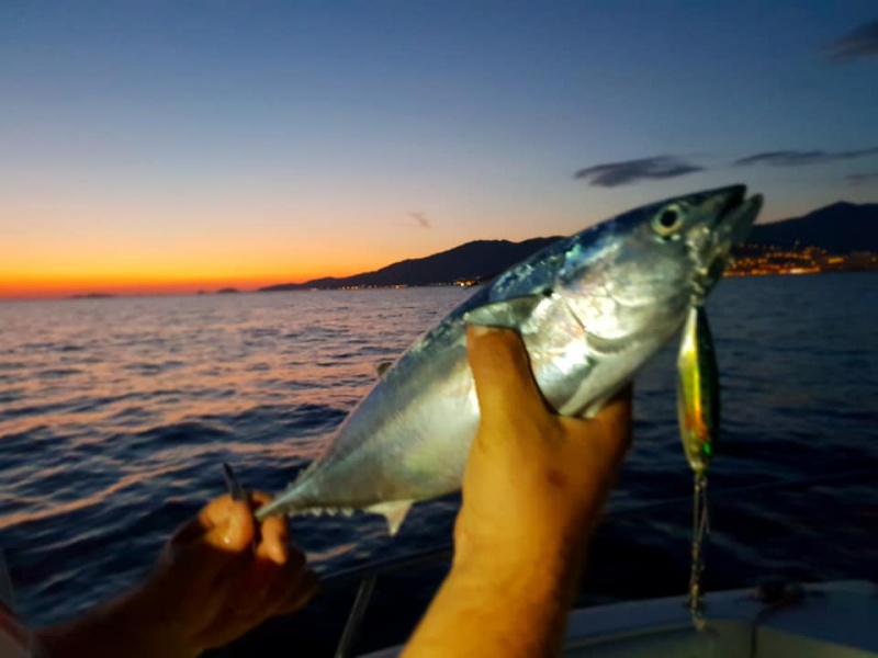 Bonite faite au Turbo Natural Colors Top Sea, Team Top Fishing septembre 2018