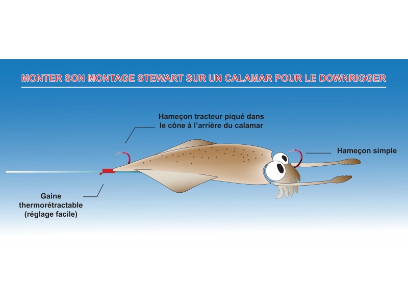 Calamar monté sur le montage stewart