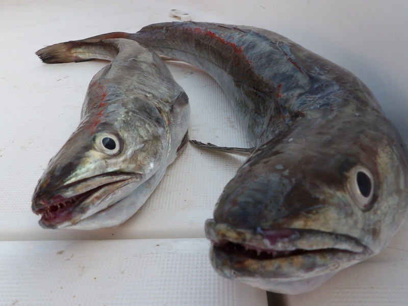 Les merlus sont des poissons fréquemment touchés en pêches profondes Les merlus sont des poissons fréquemment touchés en pêches profondes