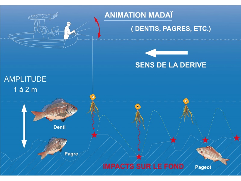 Le madaÃ¯ MarÃ©chal permet de toucher de nombreuses espèces (merlus, pageots, dentis, pagres, etc.)