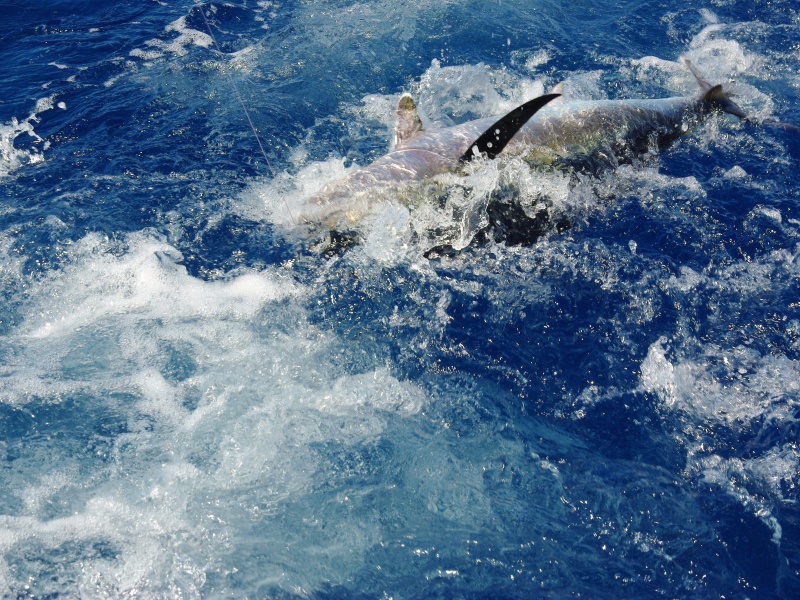 Le Natural Sardine Bertox permet de pêcher les plus gros thons rouges !