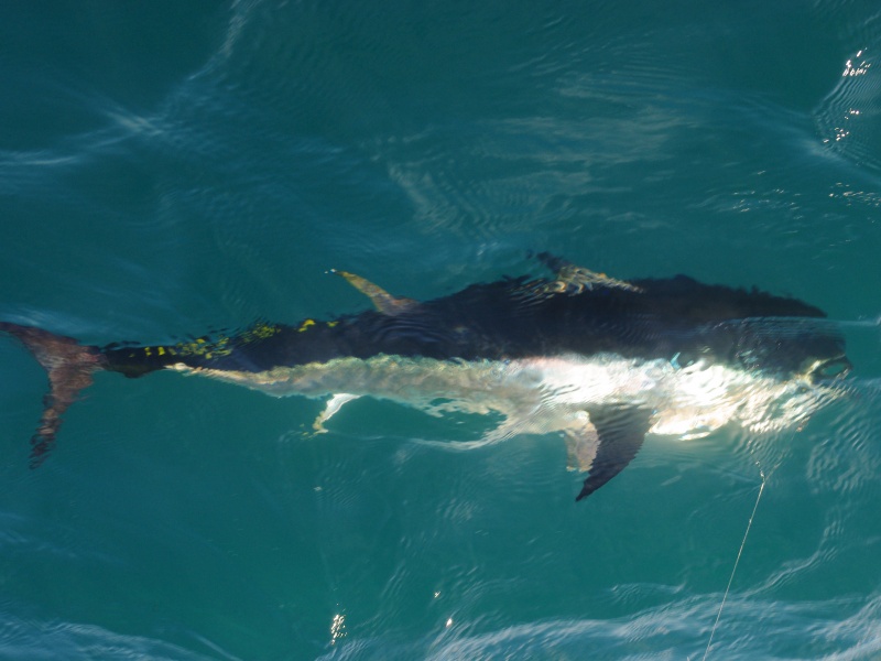 Natural Sardine Bertox Natural Sardine Bertox