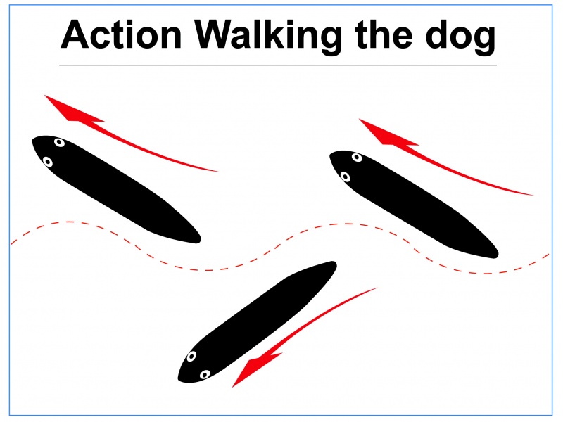Une animation en walking the dog rapide est parfaite pour les pélamides