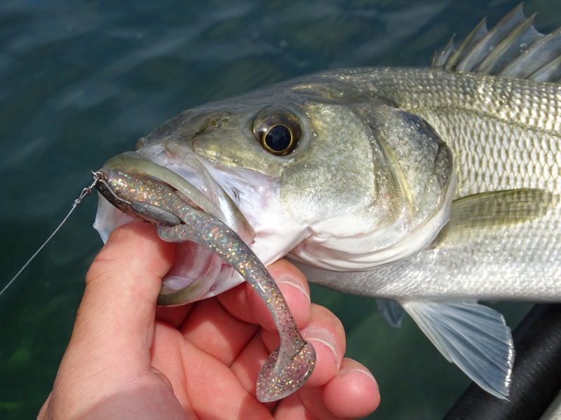 Bar pris au shad Elite Shiner monté sur un texan plombé Body Leaf Jig Head Bar pris au shad Elite Shiner monté sur un texan plombé Body Leaf Jig Head
