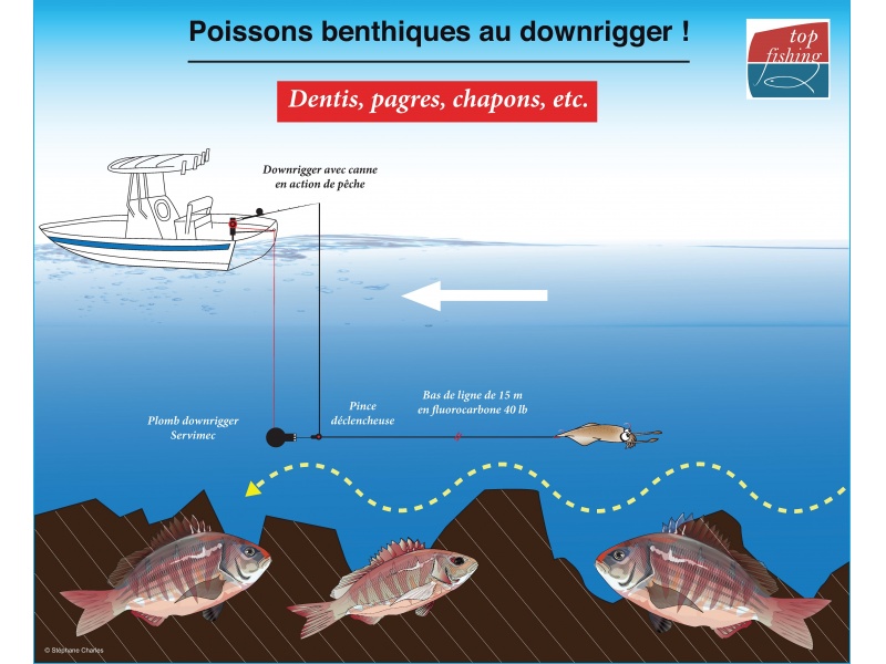 La technique du downrigger permet de traîner un vif jusqu’à 100 m de fond en suivant au plus prés les reliefs afin de pêcher les poissons benthiques tels que les dentis, les pagres, les chapons, etc. La technique du downrigger permet de traîner un vif jusqu’à 100 m de fond en suivant au plus prés les reliefs afin de pêcher les poissons benthiques tels que les dentis, les pagres, les chapons, etc.