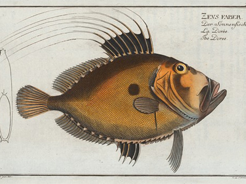 « La dorée » (Zeus Faber). Gravure tirée du livre Histoire naturelle générale et particulière des poissons de Bloch, Marcus Elieser, 1785. Photo libre de droit - documentation libre GNU 