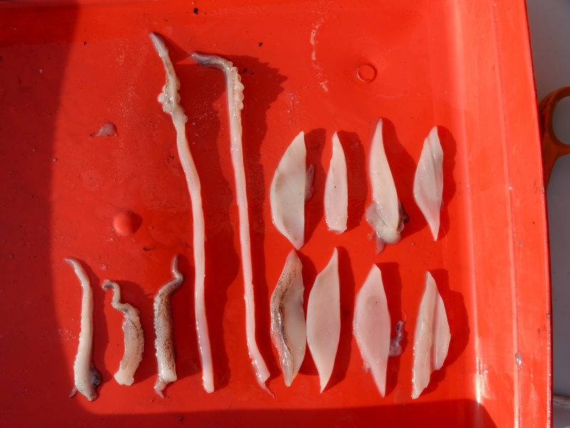 Lanières et tentacules de calamars découpés aux ciseaux Lanières et tentacules de calamars découpés aux ciseaux