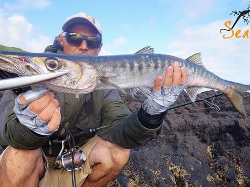 Les long Minnows Mommotti Seaspin ont été spécifiquement conçus pour pêcher le barracuda méditerranéen !