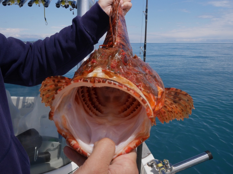 En pêchant le denti au downrigger, il est fréquent de prendre aussi du beau chapon ! En pêchant le denti au downrigger, il est fréquent de prendre aussi du beau chapon !
