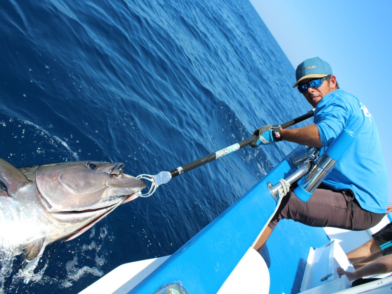 Le moniteur guide de pêche Samuel Elgrishi avec un thon rouge prêt à être libéré après réoxygénation Le moniteur guide de pêche Samuel Elgrishi avec un thon rouge prêt à être libéré après réoxygénation