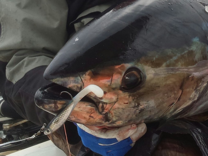 Natural Sardine Bertox : le shad à thons ! Natural Sardine Bertox : le shad à thons !