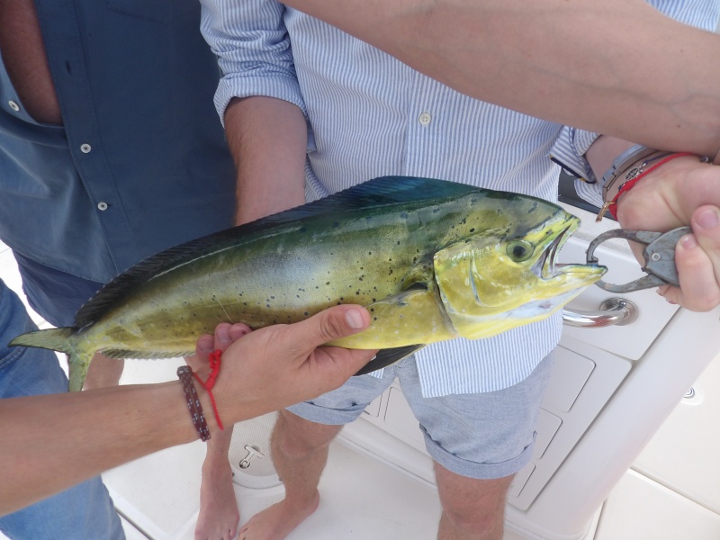 Une des nombreuses coryphènes prises au downrigger lors des guidages du guide pêche Fabien Harbers Une des nombreuses coryphènes prises au downrigger lors des guidages du guide pêche Fabien Harbers