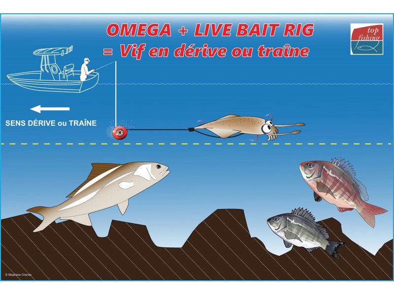 Animation de l’Omega Slider Paragon + Live Bait Rig X Paragon (configuration vif en traîne / dérive)