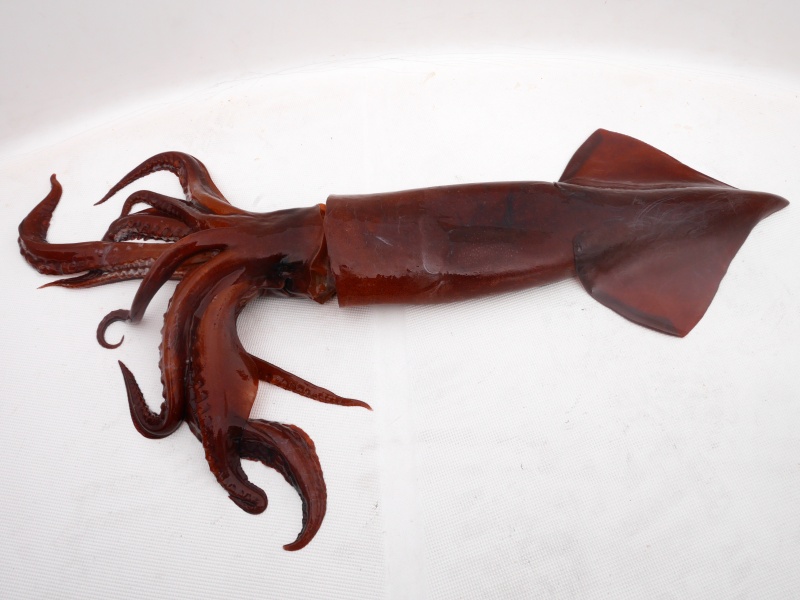 Un énorme calamar rouge pris par le guide de pêche Fabien Harbers ! Un énorme calamar rouge pris par le guide de pêche Fabien Harbers !
