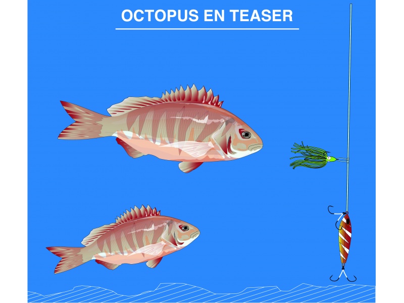 Un octopus placÃ© devant un slow jig ou un madaï jig est ultra efficace ! 