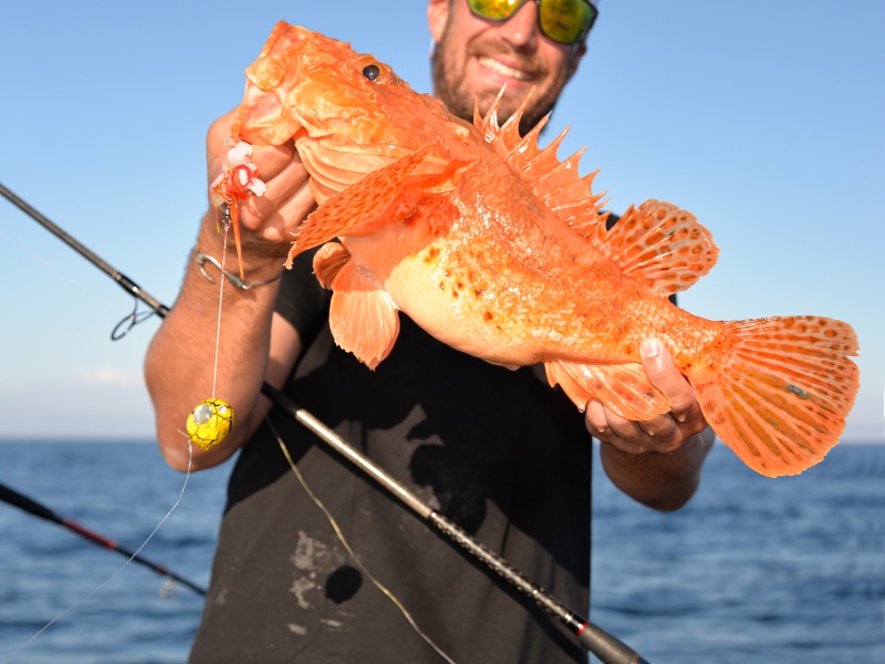 Magnifique chapon pris au kabura Bunri Kab Explorer Tackle boosté aux lanières de calamar