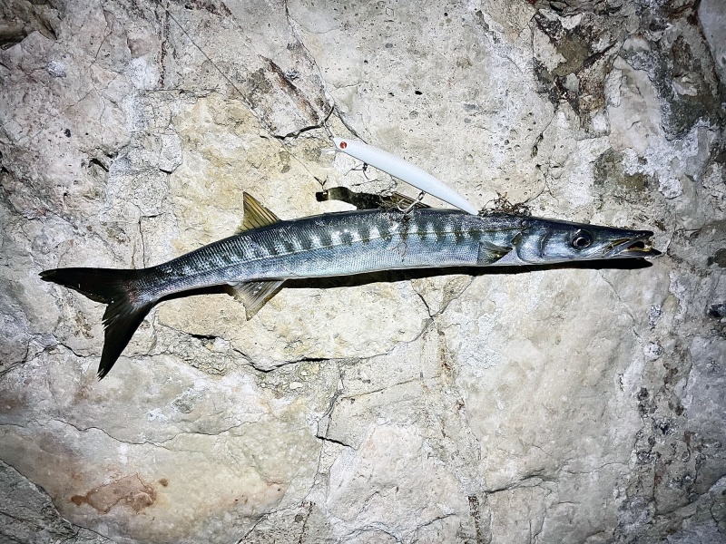 Barracuda pris au Mommotti 180 SS Seaspin Barracuda pris au Mommotti 180 SS Seaspin