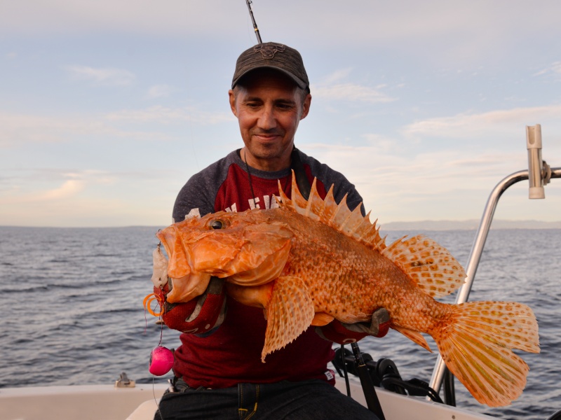 Un chapon record (non homologué !) pris sur un madaï – kabura Omega Slider Paragon avec la canne In Shore C198 Top Fishing doté d’un moulinet Sea King 550 HP WFT