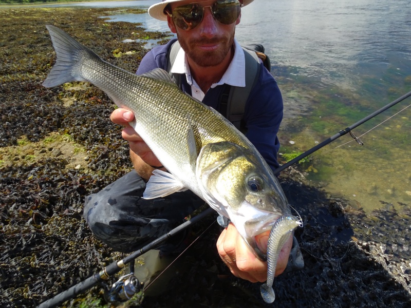 Un texan plombé sur la hampe permet de pêcher au shad dans les milieux les plus encombrés Un texan plombé sur la hampe permet de pêcher au shad dans les milieux les plus encombrés