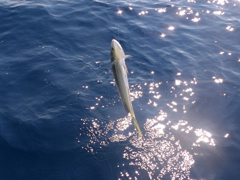 En France, on retrouve la coryphène en Méditerranée et en Atlantique sud.